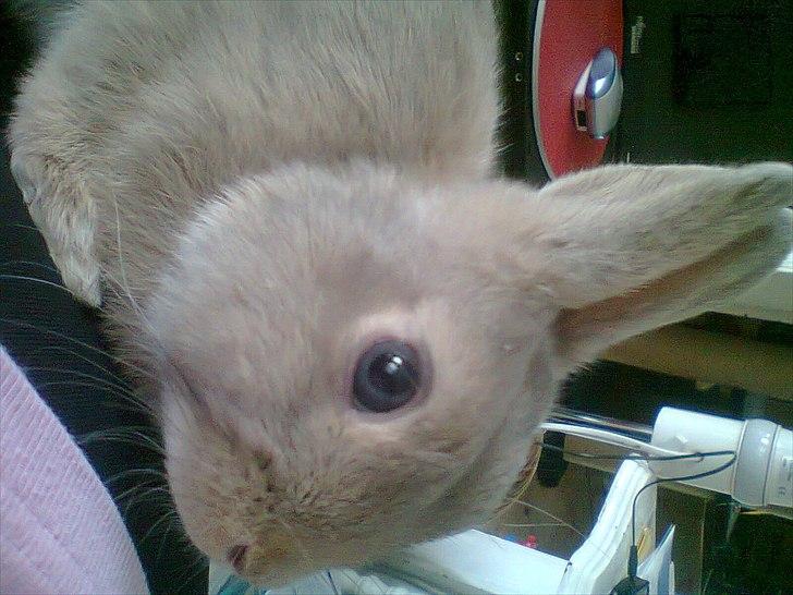 Kanin Simba billede 5