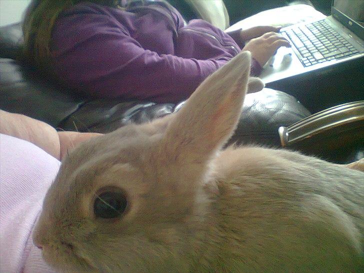 Kanin Simba billede 6