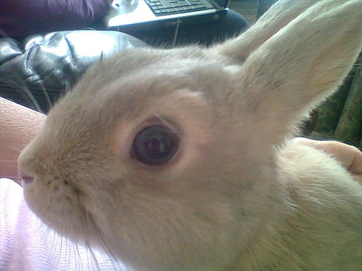 Kanin Simba billede 7