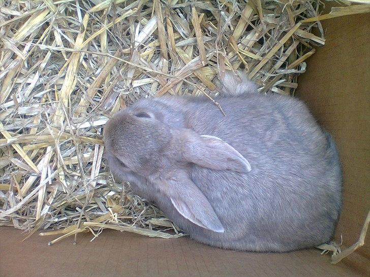 Kanin Simba billede 8