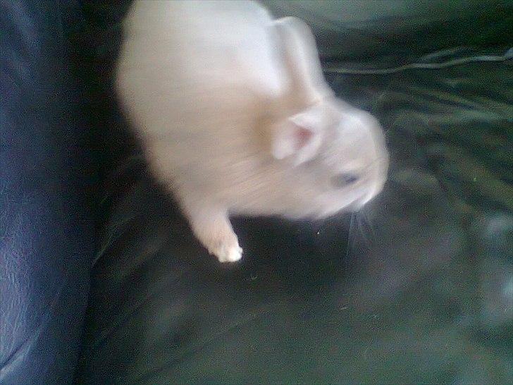 Kanin Simba billede 9