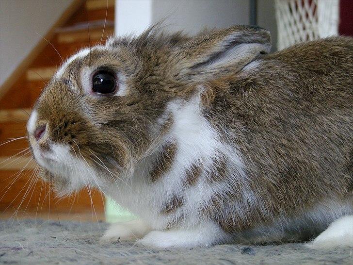 Kanin Unica billede 6