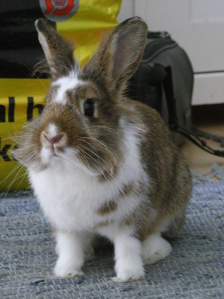 Kanin Unica billede 4