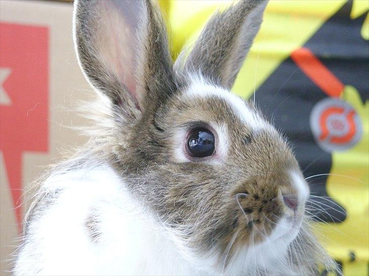 Kanin Unica billede 7