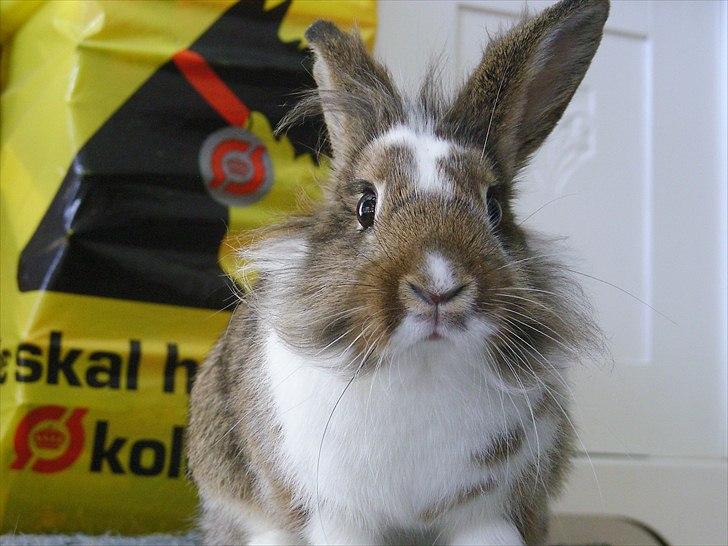 Kanin Unica billede 3