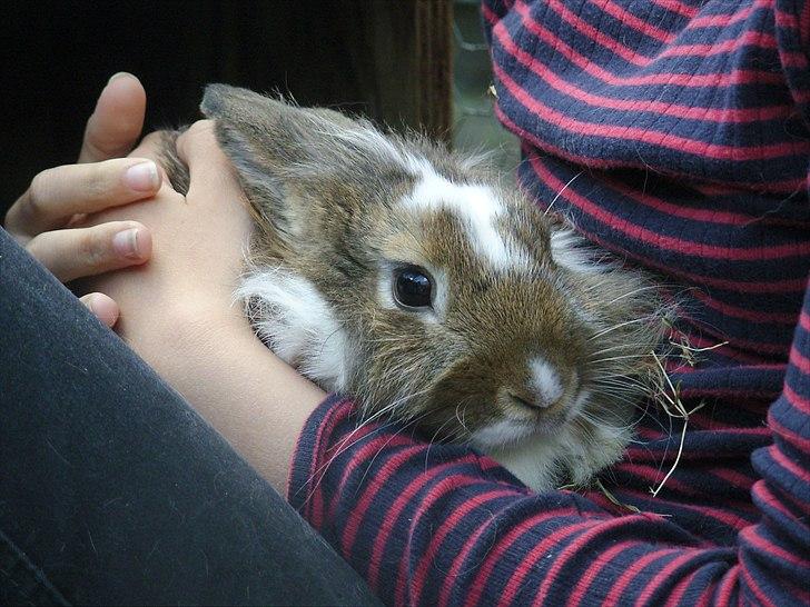 Kanin Unica - *Gaaab* billede 2