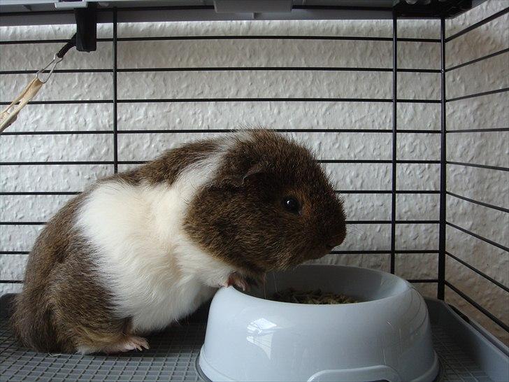 Marsvin Charlie - Spisetid billede 8