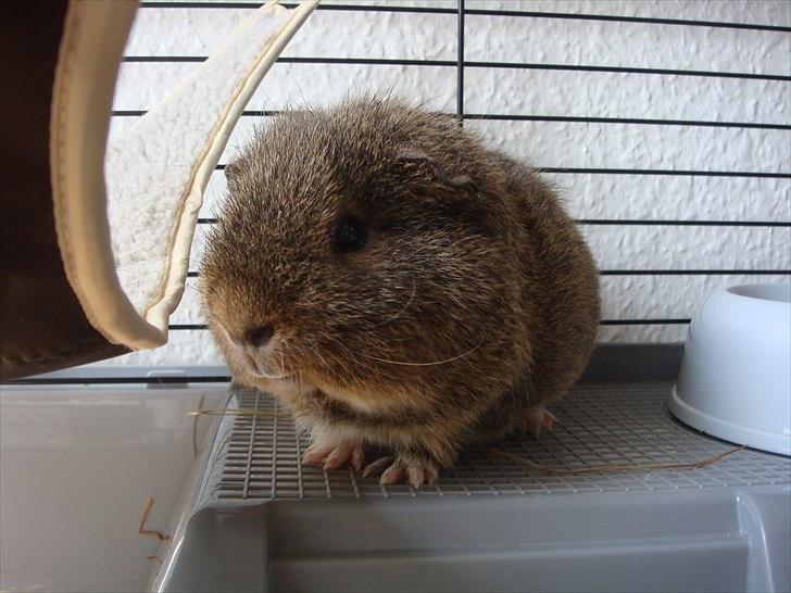 Marsvin Charlie - Close up billede billede 9