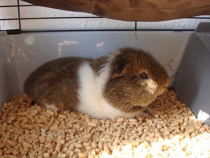 Marsvin Charlie - Total afslapning billede 10