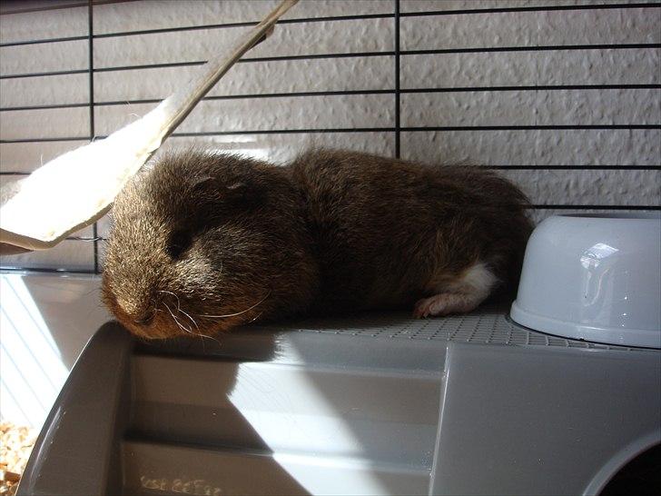 Marsvin Charlie - Endnu mere afslapning billede 11