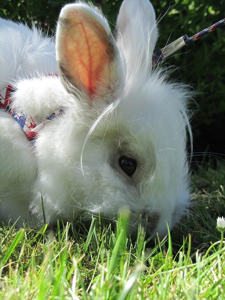 Kanin Gilbert - (7) Spiser græs. :* billede 7