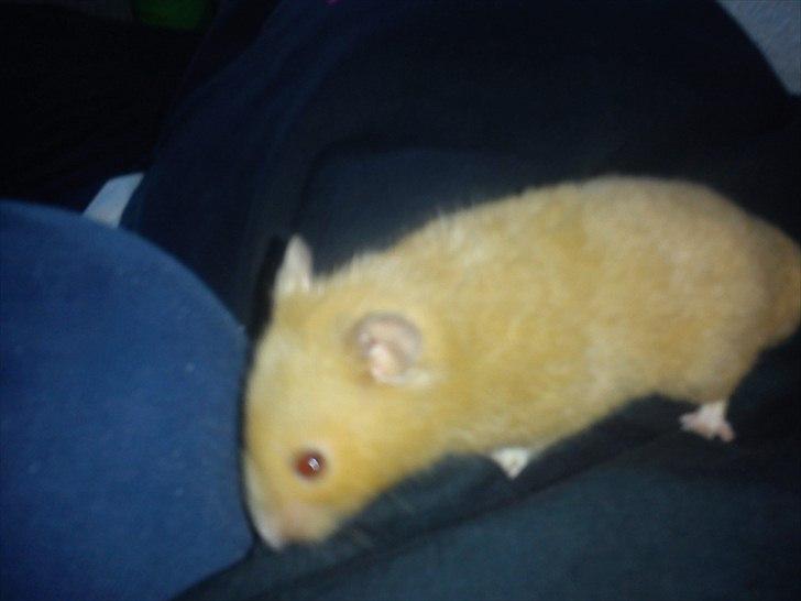 Hamster Hugo billede 1