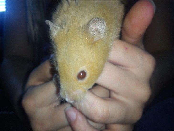 Hamster Hugo billede 2