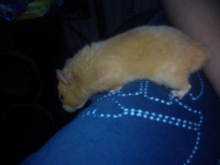 Hamster Hugo billede 3