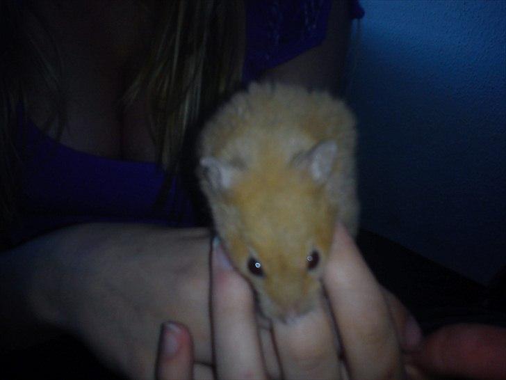 Hamster Hugo billede 4