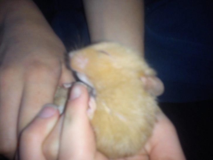 Hamster Hugo billede 5