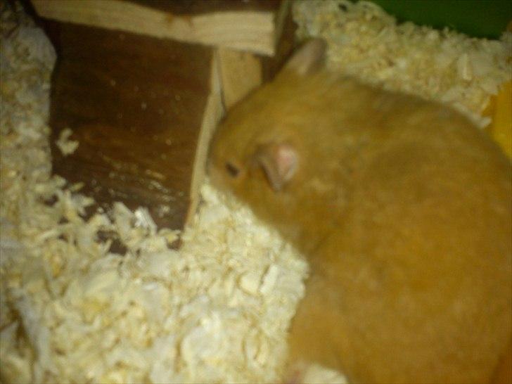 Hamster Hugo billede 6