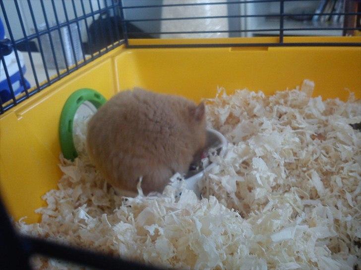 Hamster Hugo billede 7