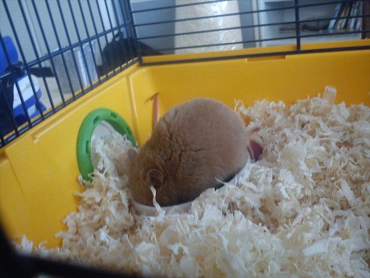 Hamster Hugo billede 8