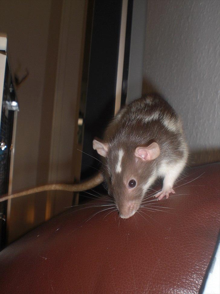 Tamrotte Dixie RIP - 25/5-11 billede 18