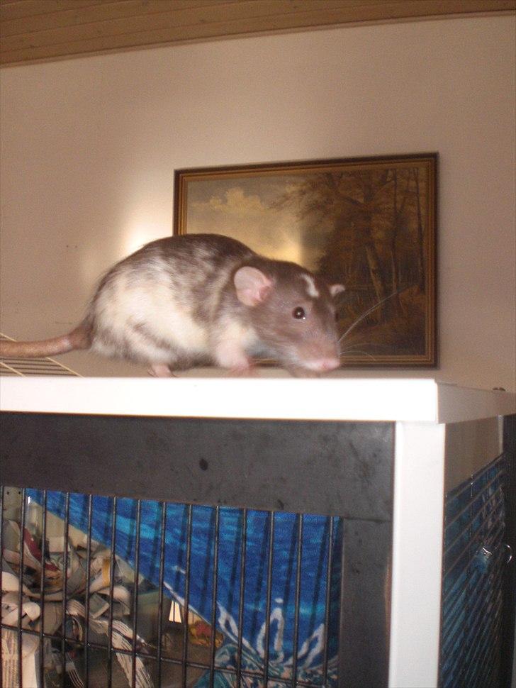 Tamrotte Dixie RIP - 25/5-11 billede 17