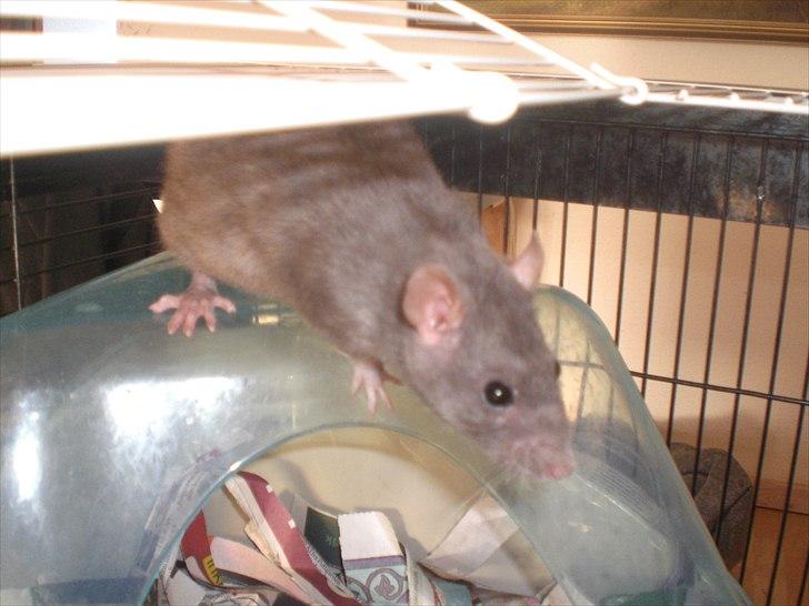 Tamrotte Altura RIP - 25/5-11 billede 14