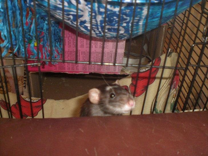 Tamrotte Vita RIP - 25/5-11 billede 17