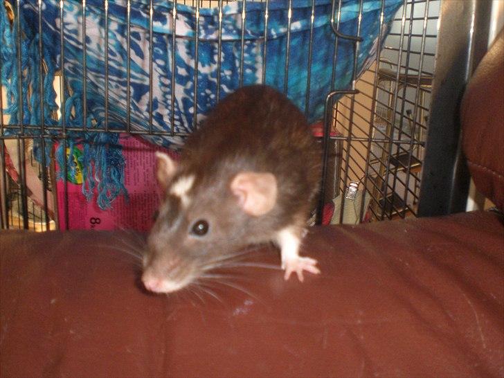 Tamrotte Vita RIP - 25/5-11 billede 18