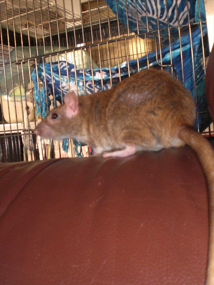 Tamrotte Faith RIP - 25/5-11 billede 17