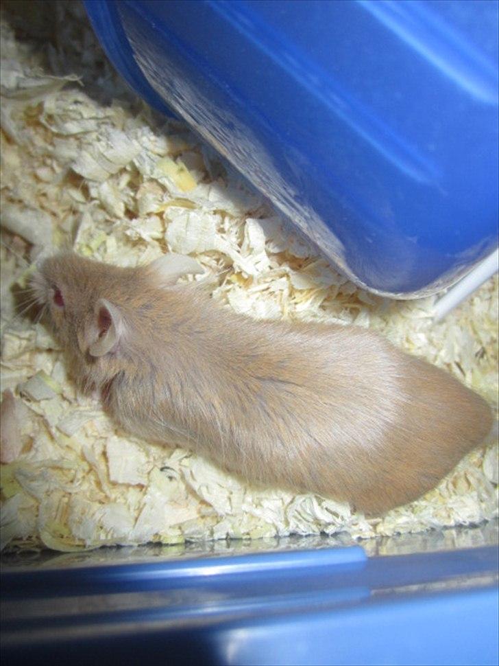 Mus Djævlen billede 7