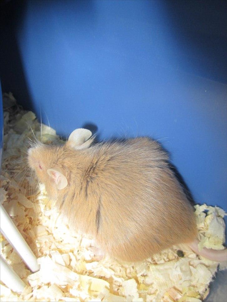 Mus Djævlen billede 8