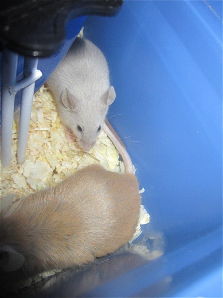 Mus Djævlen billede 9