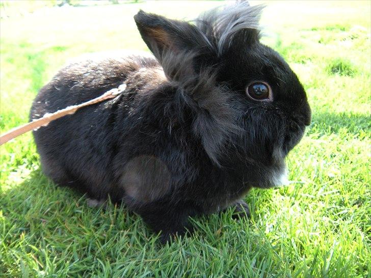 Kanin Soeky billede 10