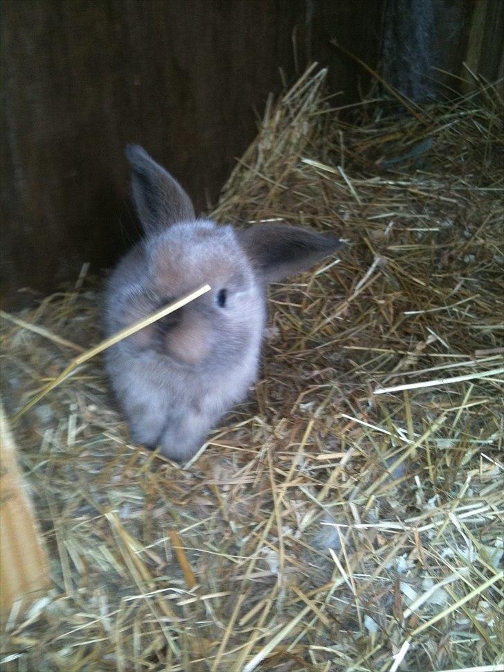 Kanin dublo billede 1