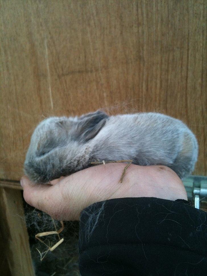 Kanin dublo billede 2