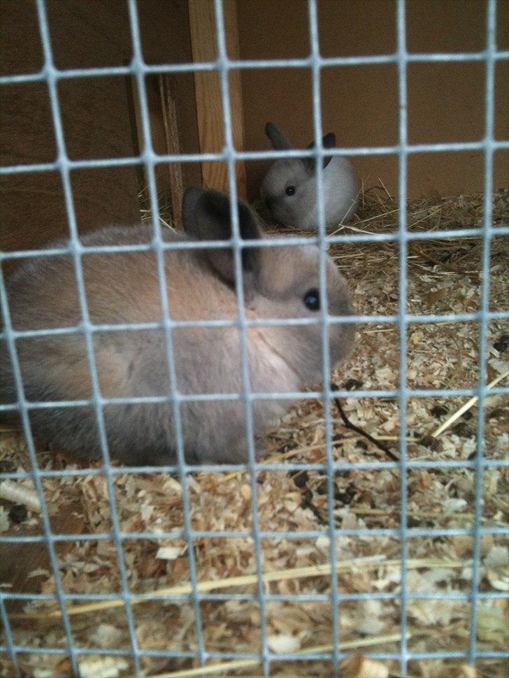 Kanin dublo billede 3