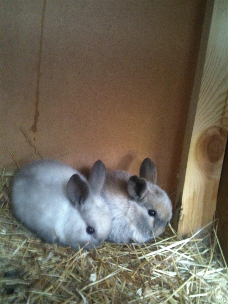 Kanin dublo billede 4