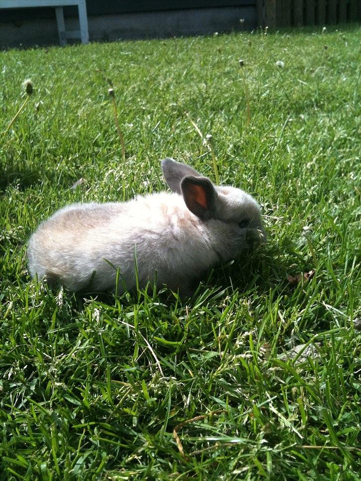 Kanin dublo billede 5