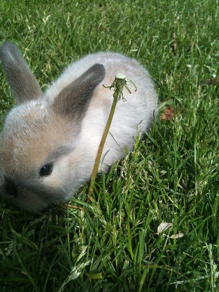 Kanin dublo billede 6