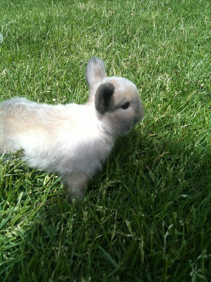 Kanin dublo billede 7