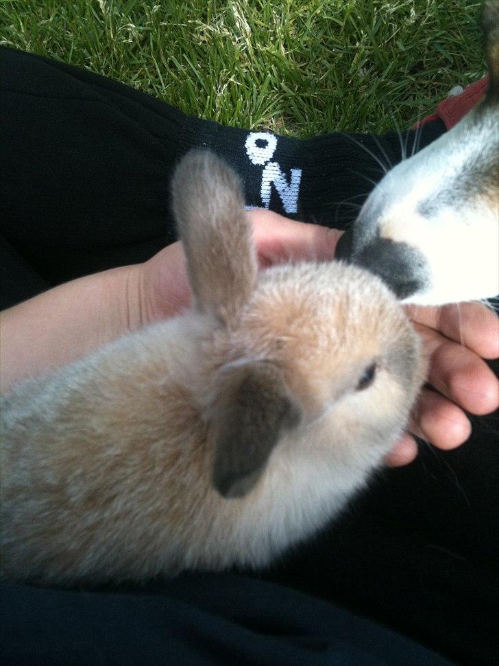 Kanin dublo billede 8