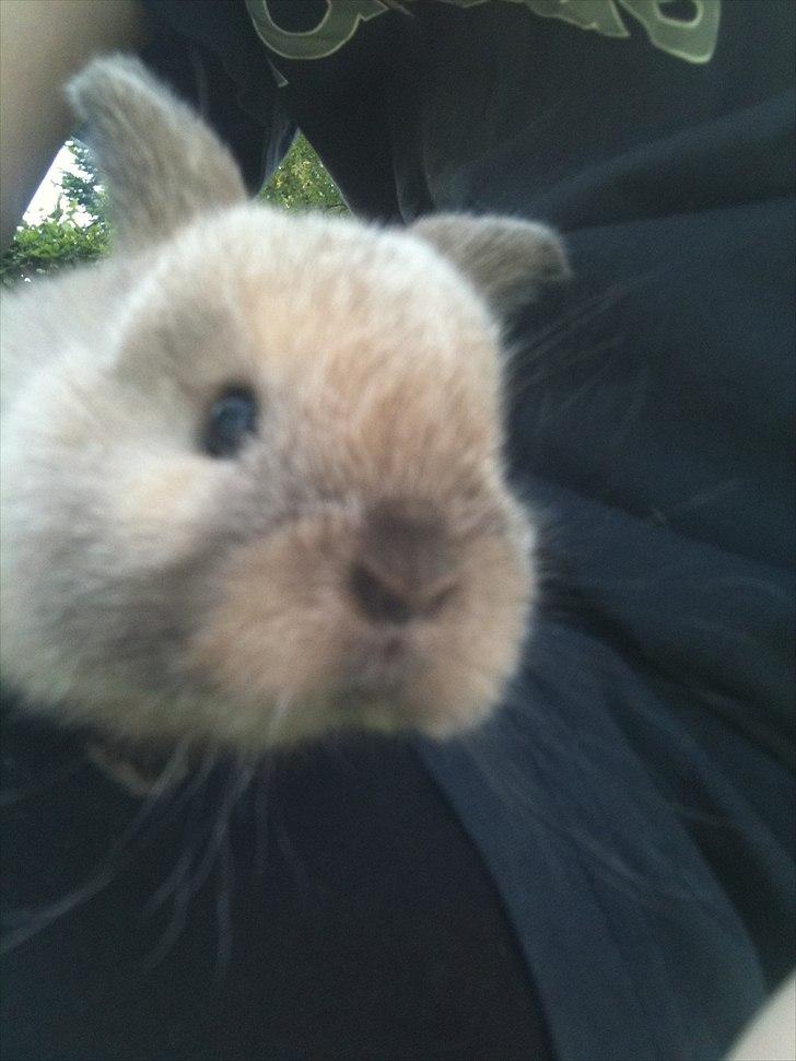 Kanin dublo billede 9