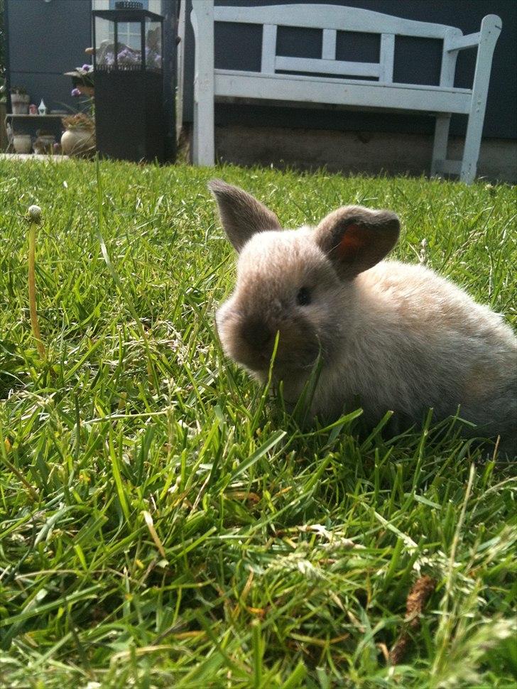 Kanin dublo billede 10