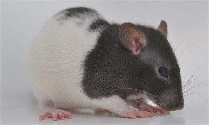 Tamrotte West Coast Charles Darwin billede 1