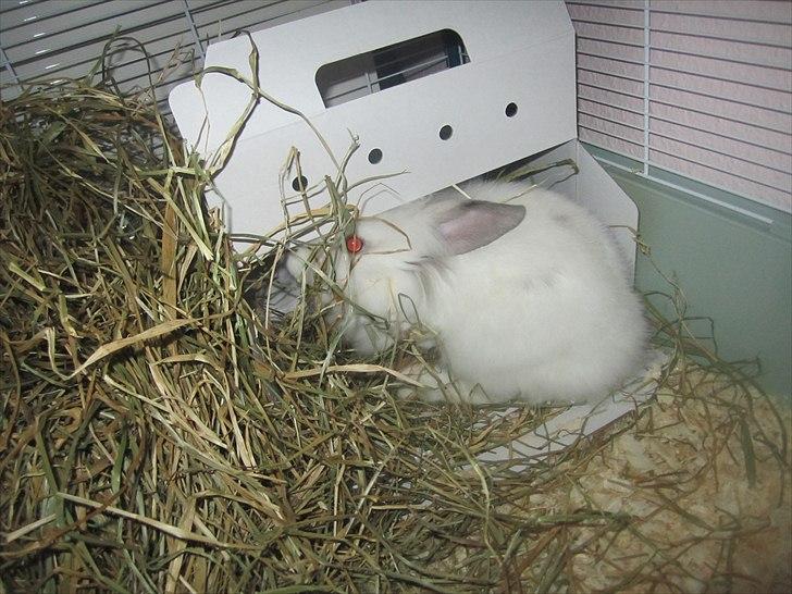 Kanin Hr. Vimse [Tidliger gnaver] billede 2