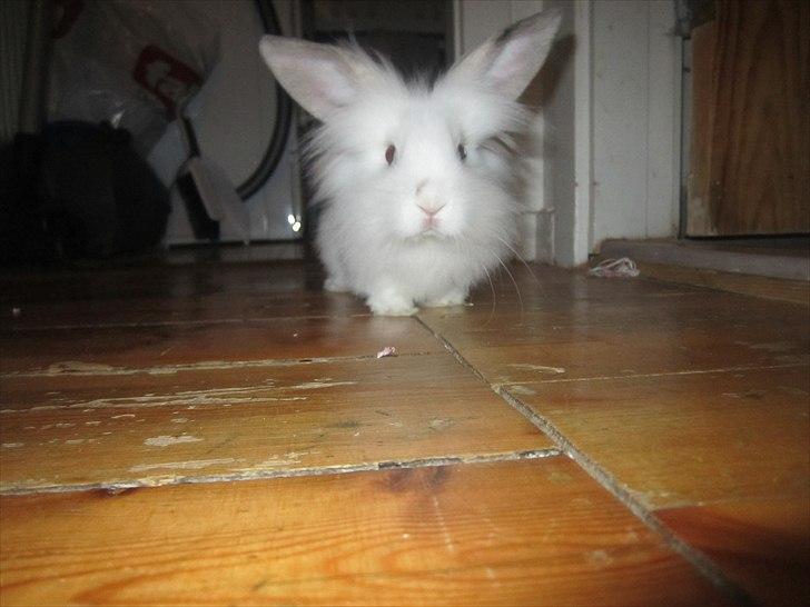Kanin Hr. Vimse [Tidliger gnaver] billede 3