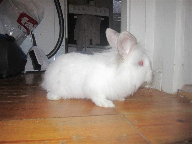 Kanin Hr. Vimse [Tidliger gnaver] billede 4
