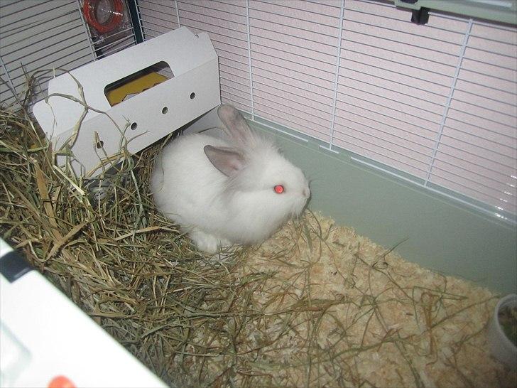 Kanin Hr. Vimse [Tidliger gnaver] billede 5