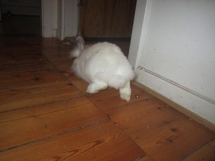 Kanin Hr. Vimse [Tidliger gnaver] billede 6