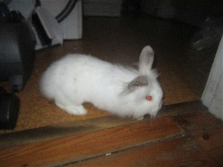 Kanin Hr. Vimse [Tidliger gnaver] billede 7